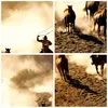 Bilder auf glas - Cowboys Pferde Galopp - 140x50cm - Produktbild-Vorschau 8