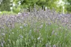 Lavandula angustifolia 'Munstead', Lavendel, violett, ca. Produktbild-Vorschau 3