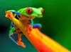 CALVENDO Puzzle Rotaugenlaubfrosch 2000 Teile Puzzle quer | Produktbild-Vorschau 3