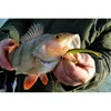Major Fish Barsch Tactical Box 35- teilig Gummifische Produktbild-Vorschau 3