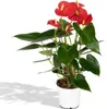 Anthurium Red - Ø17cm - ↕55cm - Ø12cm - ↕40cm Produktbild-Vorschau 5