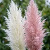 Stauden Gänge 2 x Cortaderia selloana im 1 Liter Topf - Produktbild-Vorschau 2