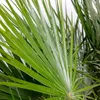 Bloomique - Chamaerops Humilis - Europäische Zwergpalme - Produktbild-Vorschau 4