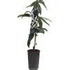 Clematis Armandii (zimozielony i odporny) - Wieloletnie Podgląd zdjęcia produktu 7