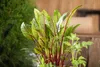 Blut-Ampfer, im 11 cm Topf - Rumex sanguineus Produktbild-Vorschau 5
