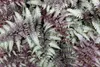Stauden Gänge 3 x Athyrium niponicum 'Burgundy Lace' im 1 Produktbild-Vorschau 6