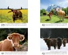 Kuhzauber Tischkalender 10x10cm für 2027 Kühe Rind Kalb - Produktbild-Vorschau 4