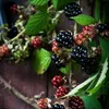 Brombeere - 3er-Set - Rubus Thornless - Höhe 25-40cm - ⌀9cm Produktbild-Vorschau 5