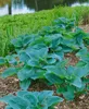 Hosta sieboldiana, Blaublatt-Funkie, ca. 11x11 cm Topf, Produktbild-Vorschau 6