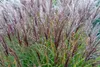 Stauden Gänge 1 x Miscanthus sinensis 'Ferner Osten' im 1 Produktbild-Vorschau 3