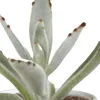Mix di piante grasse e cactus: 15 piante Ø 5,5 cm in vaso Anteprima dell’immagine prodotto 5
