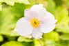 Herbst-Anemone Robustissima, im Topf - Anemone tomentosa Produktbild-Vorschau 2