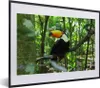 MuchoWow® MuchoWow® Gerahmtes Poster Tukan im Baum 40x30 cm Produktbild-Vorschau 1