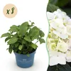 Hortensie Hydrangea Endless Summer The Bride 8er Set - Produktbild-Vorschau 2