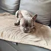 4L Textil Beidseitige Hundedecke Katzendecke Hundedecke für Produktbild-Vorschau 4