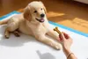 A golden retriever puppy is lying on a training pad, looking at a bone-shaped treat held by a person's hand. Náhľad obrázku produktu