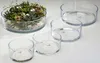 Coupe en verre Coupe décorative de Sandra Rich Série Voir les images du produit 3