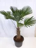 [Palmenlager]  XL Trachycarpus wagnerianus - Winterharte Produktbild-Vorschau 1