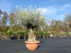 Olivenbaum in Bonsai-Schale, 190 - 210 cm knorrige urige Produktbild-Vorschau 7