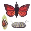 Folkmanis Schmetterling Metamorphose Produktbild-Vorschau 7
