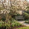 Bloomique - Magnolia Sunrise - Beaver Tree - Rośliny Podgląd zdjęcia produktu 3