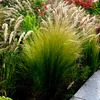 Bloomique - 3er Set - Stipa Tenuissima Pferdeschwänze - Produktbild-Vorschau 2