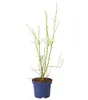Dehner Heidelbeere Hortblue Petite®, süsse blaue Früchte, Produktbild-Vorschau 3