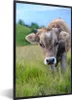 MuchoWow® MuchoWow® Gerahmtes Poster Kuh - Braun - Produktbild-Vorschau 1