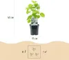 Green boutiQ - Hortensia à plumes - Hydrangea arborescens Voir les images du produit 3