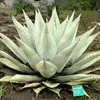 Exotické semená - balenie 5 ks - Mrazuvzdorná - Agave Náhľad obrázku produktu 6