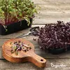 Balenie mikrozeleniny (Babyleaf & Microleaf) – 12 druhov Náhľad obrázku produktu 5