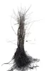 10 plants de Prunus spinosa (roncier noir), hauteur de 60 à Voir les images du produit 1
