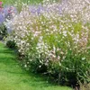 Bloomique - Zestaw 3 sztuk - Gaura Lindheimeri - Piękna Podgląd zdjęcia produktu 1