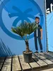 Sunny Tree - Palme - Trachycarpus Fortunei - Hanfpalme - Produktbild-Vorschau 3
