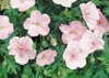 Stauden Gänge 3 x Geranium sanguineum 'Apfelblüte' - Rosa Produktbild-Vorschau 2