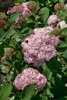 Hydrangea arborescens 'Pink Annabelle', rosa, 40–60 cm Produktbild-Vorschau 3