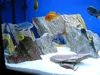Aquarium Deko Steine Schiefer, farbig, 1 kg Produktbild-Vorschau 9
