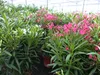 Oleander  110 - 130 cm Busch Nerium Krone Ø90 cm Produktbild-Vorschau 4