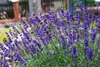 Stauden Gänge 100 x Lavandula angustifolia 'Hidcote Blue' - Produktbild-Vorschau 4
