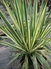 Yucca filamentosa Bright Edge - Palmlilie Bright Edge - Produktbild-Vorschau 3