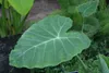 Riesen-Elefantenohr (Leucocasia gigantea 'Thailand Giant') Produktbild-Vorschau 3