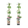 Bloomique - 2x Rubus Fruticosus 'Thornfree' - Produktbild-Vorschau 1