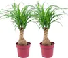 Bloomique - Zestaw 2 szt. - Beaucarnea Recurvata - Elephant Podgląd zdjęcia produktu 1