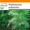 SAFLAX Garden in the bag - Obrovský bambus Moso - Náhľad obrázku produktu 8