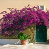 Bugenwilla - Bougainvillea 'Alexandra' - Wysokość 50-60cm - Podgląd zdjęcia produktu 4