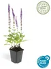 Salvia nemorosa 'Ostfriesland' – 9cm květináč – sada 12 Náhled obrázku produktu 3