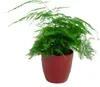 Gardners Asparagus plumosus, priemer 12 cm Náhľad obrázku produktu 2