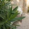 Bloomique - Nerium Oleander - Białe kwiaty - Rośliny Podgląd zdjęcia produktu 6