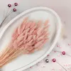 Getrocknete Hasenschwanzgras - (Lagurus) - Perlmutt Produktbild-Vorschau 2