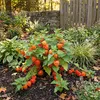 Bloomique - Lot de 6 - Physalis alkekengi franchetii - Voir les images du produit 1